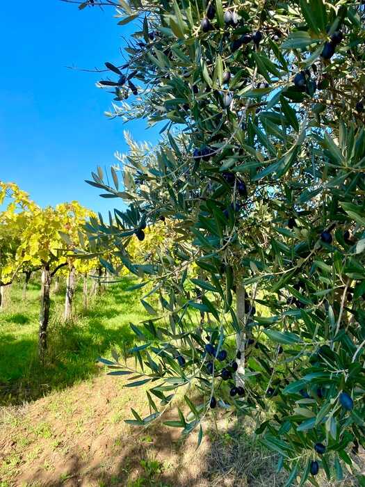 uliveti olio tenuta cimaglia olive cimaglia