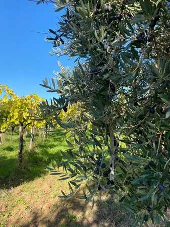 olive gargano cimaglia