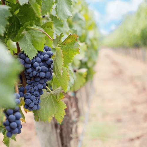 vigneti uve cimaglia uve cantine cimaglia